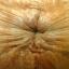 montserrat_