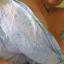 sweetstitch
